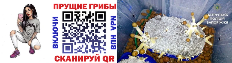 ссылка на мегу онион  Чудово  Галлюциногенные грибы мицелий  продажа наркотиков 